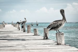 pelican